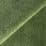 Shamrock
